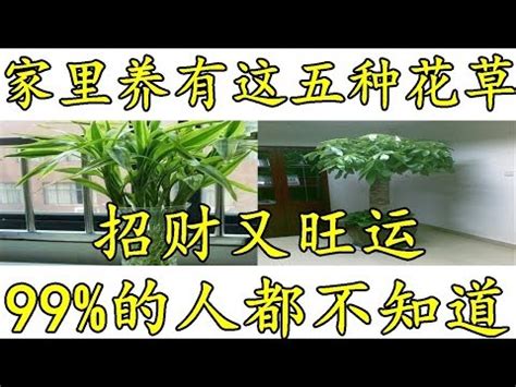 榕樹風水禁忌|真有「榕樹不容人」風水說？錯了，新家擺對榕樹盆。